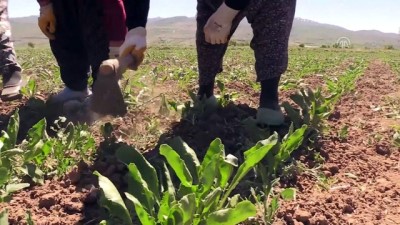kadin isci - Kadın tarım işçilerinin zorlu ramazan mesaisi - ERZİNCAN  Videosu