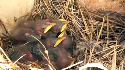 sigircik - Sığırcıkların en güvenli yuvaları doğal gaz kutuları - KARS  Videosu