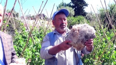 taze fasulye - Mersin'de dolu tarım alanlarına zarar verdi  Videosu