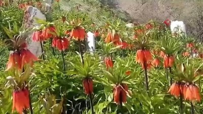ekolojik -  Van'da ‘hüzün çiçeği’ ters laleler açtı  Videosu