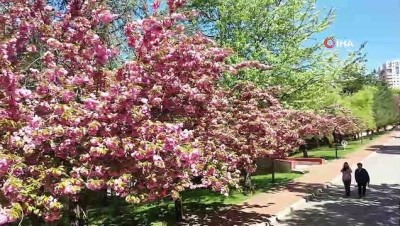  Başkent pembe renge büründü...Dikmen Vadisi’nde çiçek açan Japon kiraz ağaçları havadan görüntülendi 