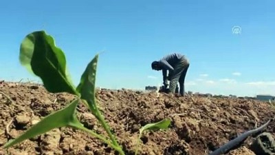 Güneydoğu'da sebze fideleri toprakla buluşuyor - ŞANLIURFA 