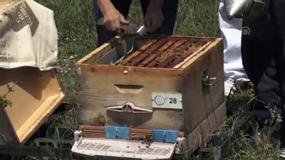 propolis - HUZUR VE BEREKET AYI RAMAZAN - Ramazanda 'arı ürünleriyle dinç kalın' önerisi - DÜZCE  Videosu