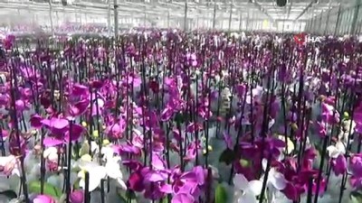  Anneler Günü Orkideleri Yalova’da üretiliyor 