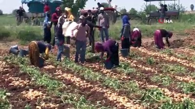  Başak toplamaya gelen vatandaşlar uzun kuyruklar oluşturdu 