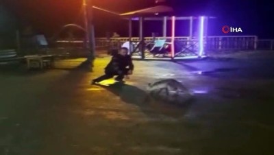 ormana -  Bu tilki bu restoranın müdavimlerinden  Videosu