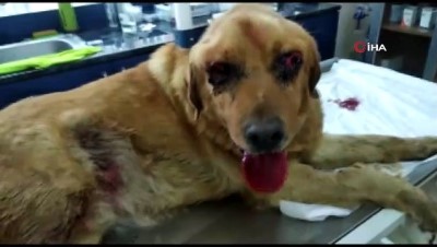  Gözleri oyulduğu iddia edilen köpek hasta çıktı 
