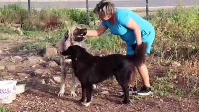 muhabir - Otomobile bağlanarak sürüklenen köpek sağlığına kavuştu - İZMİR  Videosu