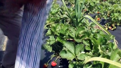 salar - Yayladağı'nda çilek hasadı başladı - HATAY  Videosu