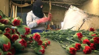 Anneler Günü için 39 ülkeye 45 milyon dal çiçek satıldı - ANTALYA 