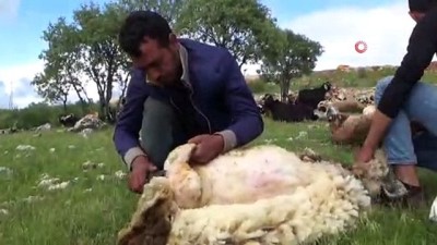 koyun kirkma -  Diyarbakır'da koyun kırma sezonu başladı  Videosu