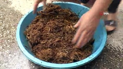 ermeni -  Gaziantep'te iftar sofralarının vazgeçilmezi 'Meyan şerbeti'  Videosu