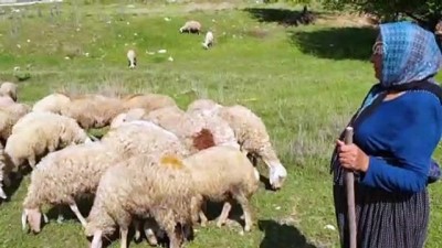 yaz sicaklari - Toroslar'da koyun kırkım mesaisi - OSMANİYE  Videosu