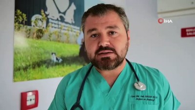  Anneleri tarafından terk edilen yavru tilkiler, koruma altına alındı 