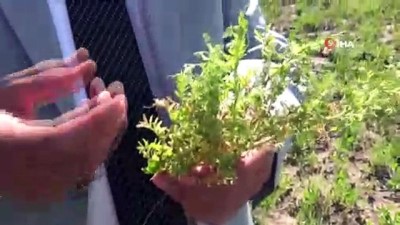  Aşırı yağışlar Garzan Ovası'ndaki tarım alanlarını vurdu 