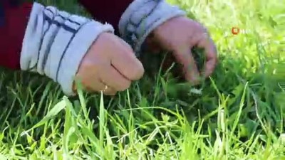 kalp sagligi -  Bu bitkinin hasadı sabır istiyor  Videosu