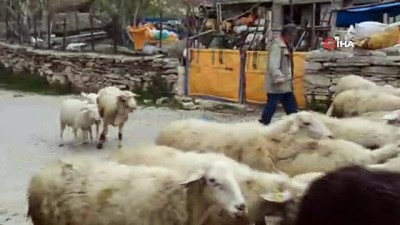 vahsi yasam -  Çobanların kurtlarla mücadelesi: Yaşanan son olayda 8 koyun telef oldu  Videosu