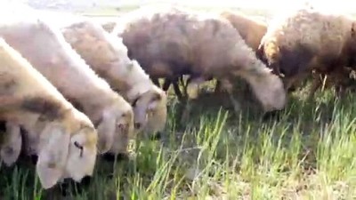 Hafik Ziraat Odası Başkanı Karakaş'tan biçerdöver uyarısı - SİVAS 