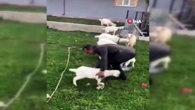  Yavru oğlak sahibinin omzundan inmiyor 