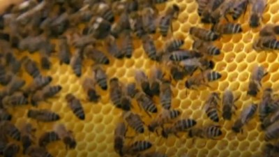 Kiralık arı