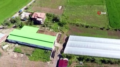 istihbarat -  Sera'da kenevir ekimine 'drone' ile baskın  Videosu