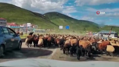 kislak -  Koyun sürüsü yola indi, sürücüler beklemek zorunda kaldı  Videosu