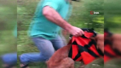 su kanali -  Su kanalına düşen köpek kurtarıldı Videosu