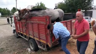 fayton -  Antalya’da fayton dönemi sona erdi, Atlar hayvanat bahçesine teslim edildi  Videosu