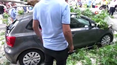nadan -  Fırtınada asırlık çınar otomobilin üzerine devrildi Videosu