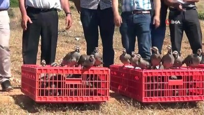 kinali -  - Hatay’da kınalı keklikler doğaya bırakıldı Videosu