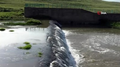 ilginc goruntu -  Kars'ta tatlı su kefallerinin zorlu göçü başladı  Videosu