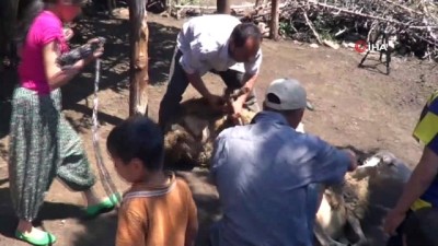 kirka -  Koyun kırkımı şölen havasında başladı  Videosu