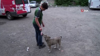 ilginc goruntu -  Minik köpeğin dondurma keyfi  Videosu