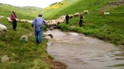 cezbe -  Atalardan kalma yöntemlerle koyunları yıkıyorlar  Videosu
