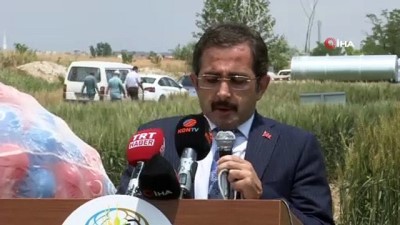 gida guvenligi -  Konya'da Tarla Günü etkinliğinde buğday çeşitleri tanıtıldı Videosu