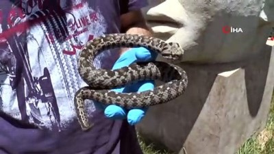  Nesli tehlikede olan yılan Nemrut Dağı’nda görüldü 