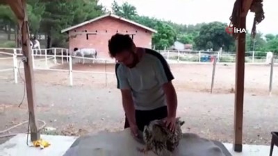  Yaralı baykuşa vatandaş sahip çıktı 