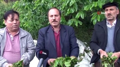 kiraz uretimi -  Aydın’da kiraz sezonu başlamadan bitti...Dolunun vurduğu kiraz ağaçları havadan görüntülendi  Videosu