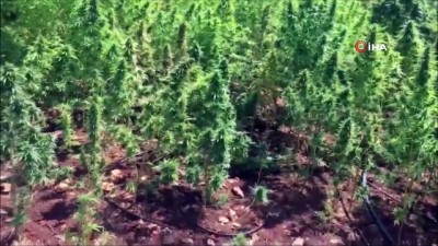 uyusturucu tacirleri -  Diyarbakır'da 122 bin 789 kök kenevir ele geçirildi  Videosu