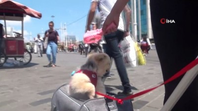 sempatik -  İstiklal Caddesi’nde bu köpeği görenler dönüp bir daha bakıyor  Videosu
