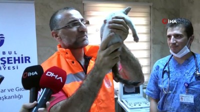 belediye calisani - Kediyi suni teneffüsle hayata döndüren belediye işçisi o anları anlattı  Videosu
