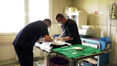 saglikli yasam -  Sahipsiz hayvanlar Büyükşehir korumasında  Videosu