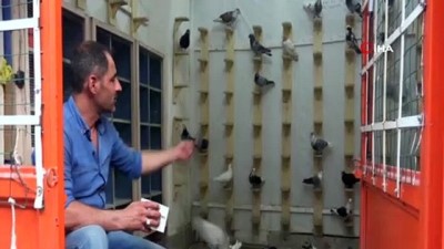 is basvurusu -  Veresiye güvercin problemine şaşırtıcı çözüm...Güvercin almak için sabıka kaydı ve 3 memur kefil Videosu