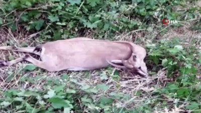 dag kecisi -  Yüksekova'da silahla vurulan dağ keçisi öldü Videosu