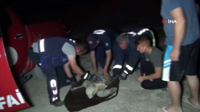 caretta caretta -  Yumurta bırakırken yolunu kaybeden dev caretta caretta köpeklerin saldırısına uğradı  Videosu