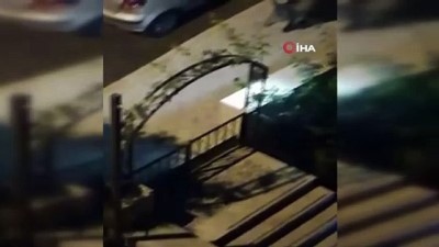 ilginc goruntu -  Domuz sürüsü şehre indi, korkan çocuklar araçların üzerine çıktı Videosu