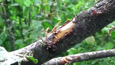 gecmis olsun -  Fındığı 'dolu' vurdu Videosu