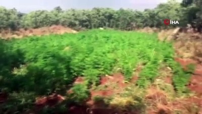 uyusturucu tacirleri -  Diyarbakır’da 850 bin kök kenevir ele geçirildi  Videosu