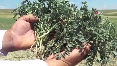 karaborsa -  Karaborsaya düşen zirai ilaç, çiftçinin belini büküyor  Videosu