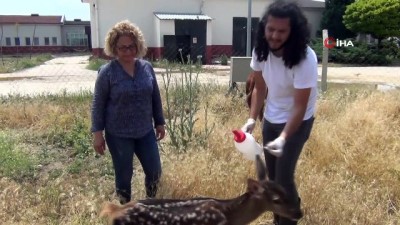 geyik yavrusu -  Bitkin halde bulunan kızıl geyik yavrusu tedavi altına alındı Videosu